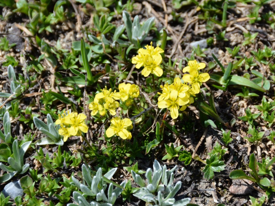 Draba aizoides